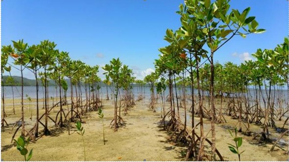 成長し続けるマングローブの森（フィリピン ルソン島 ビコール地方で 上：植林4年後、下：植林6年後）