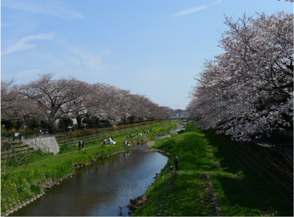 桜が満開に近づくと大勢の市民が野川を散策する