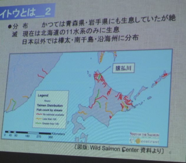 イトウが生息する北海道各地の図