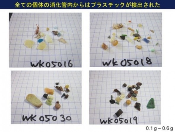 ハシボソミズナギドリの消化管から検出されたプラスチック破片(高田教授提供)