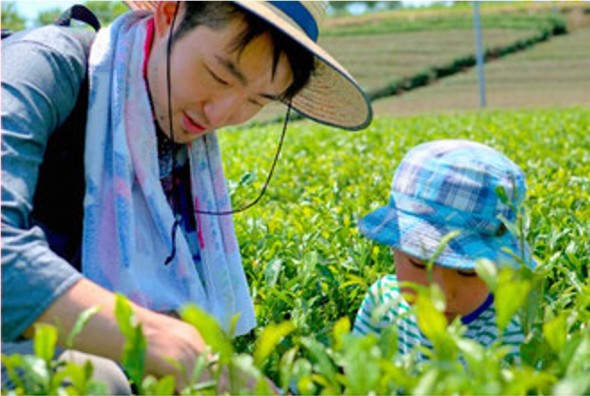 親子で狭山茶の茶摘み体験(「埼玉の旬を喰らう」イベントで)