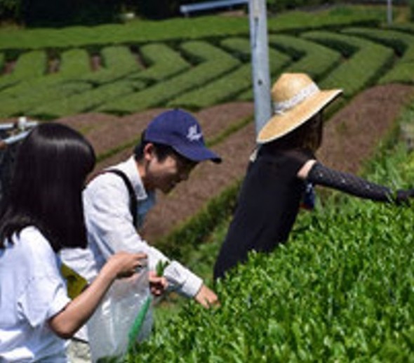 風を感じながら、新茶を摘み取る。煎茶にする工程を見学し、茶にちなんだおいしい昼食を農家の庭先でいただく。