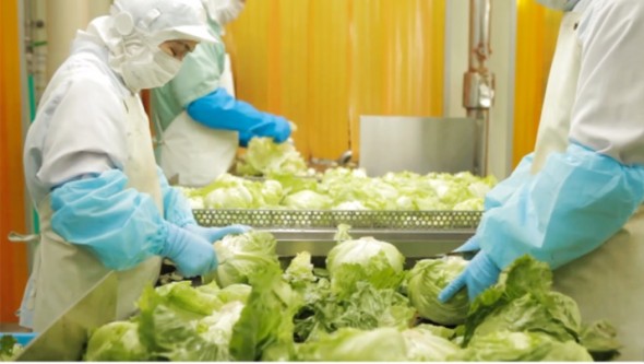 サラダクラブの工場では毎日大量の野菜が加工される
